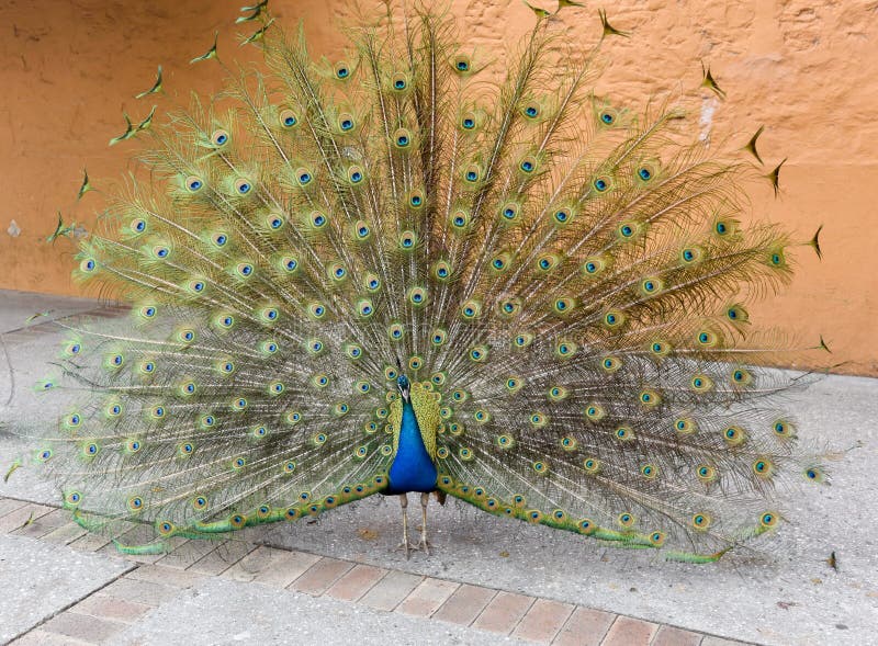 Male Indian Blue peafowl with vibrant open display of tail feathers at Rottnest Island in Western Australia. Male Indian Blue peafowl with vibrant open display of tail feathers at Rottnest Island in Western Australia