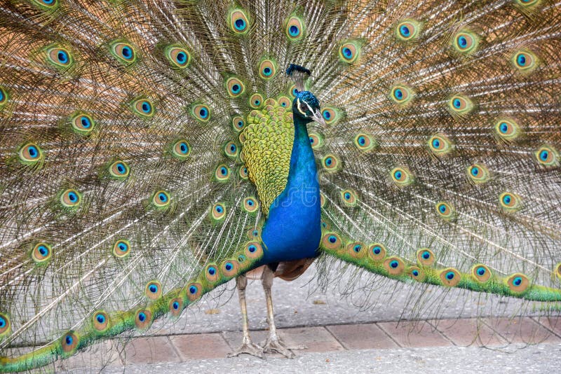 Closeup of Male Indian Blue peafowl with colourful open display of tail feathers at Rottnest Island in Western Australia. Closeup of Male Indian Blue peafowl with colourful open display of tail feathers at Rottnest Island in Western Australia