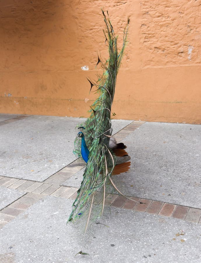 Profile of male Indian Blue peafowl with open display of tail feathers at Rottnest Island in Western Australia. Profile of male Indian Blue peafowl with open display of tail feathers at Rottnest Island in Western Australia