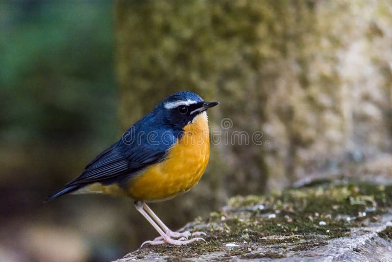 Indian blue robin or Luscinia brunnea