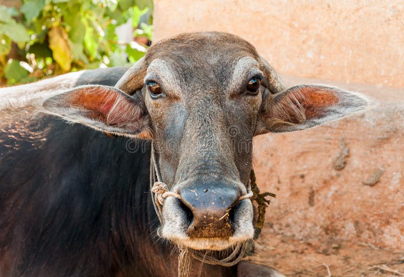 Indian Brown Cow Portrait In Small Indian Village Stock Image Image of farming, asian 180433149