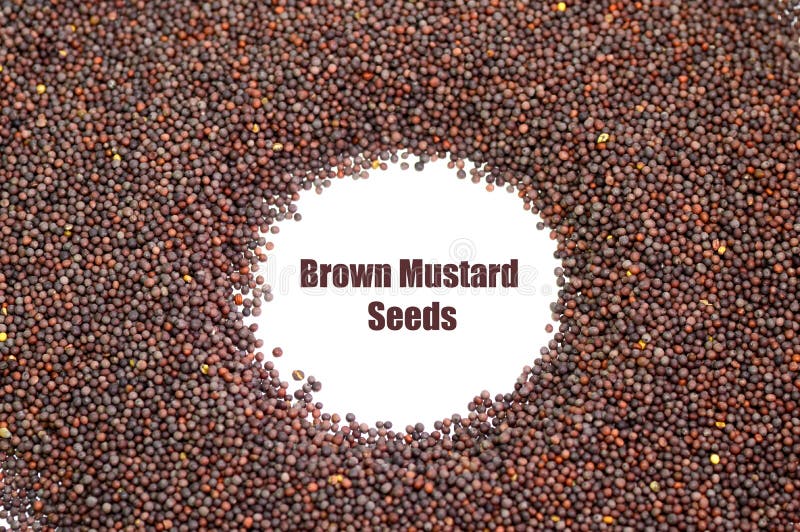 Indian Brown Mustard Seeds As a Background Texture Stock Image Image