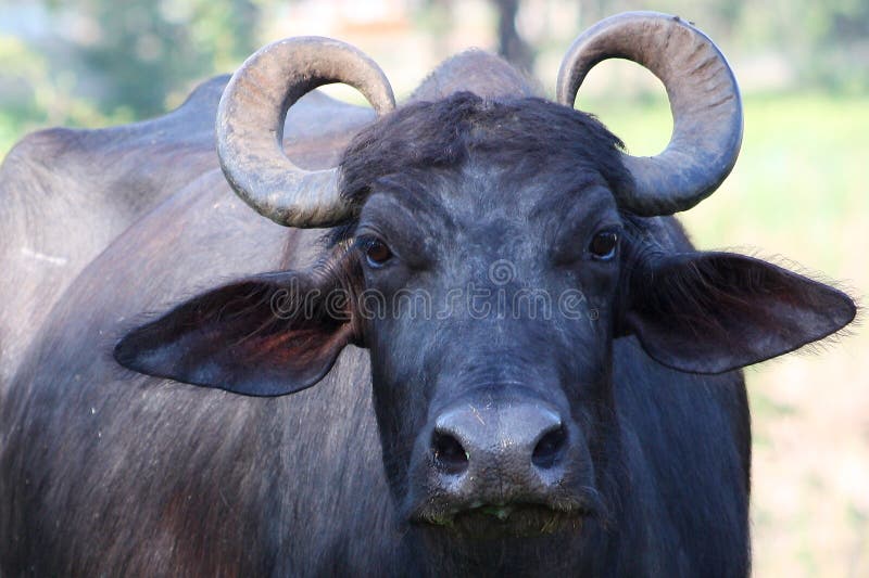 2,720 Indian Buffalo Photos - Free & Royalty-Free Stock Photos from  Dreamstime