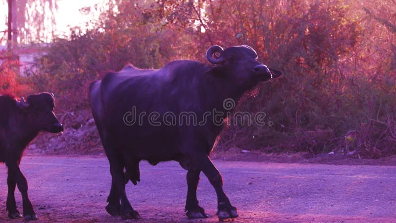 Indian Buffalo Which is Moving Comfortably on the Road,Buffalo and Baby ...