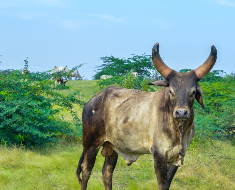 Indian bull on The meadows. Indian bullying,Indian bull in meadow,black bull, rice, grazing, agriculture, ox, food, countryside, animal, wild, green, asia, sky, plowing, domestic, brown, farm, standing, man, ranch, farming, mammal, field, cattle, sacred, hindu, natural, brahman, wildlife, rural, work, traditional, nature, horn, white, male, person, background, farmer, livestock, cow, calfs, father, outdoor, head, dairy, land, bullyingindian, meadowblack. Brahman stock images, royalty-free photos and pictures