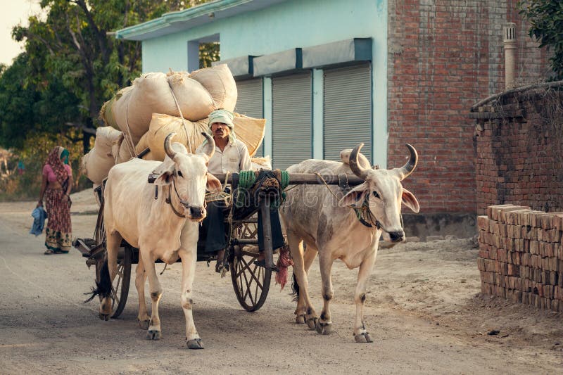 Indian bullock cart or ox cart