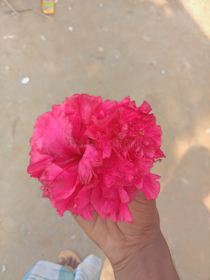 770 Indian Carnation Stock Photos Free & RoyaltyFree Stock Photos