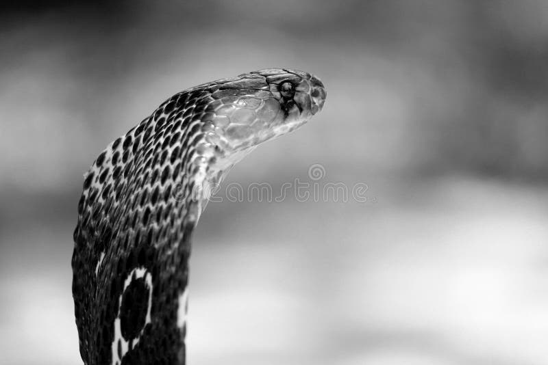 Cobras Wallpapers Wallpaper Cave