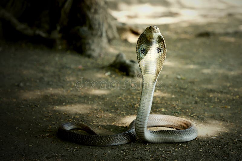 1,222 Indian Cobra Stock Photos - Free & Royalty-Free Stock Photos from  Dreamstime