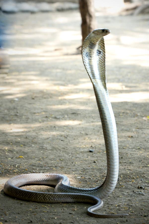 Indian Cobra Venom Snake Beautiful Wallpaper Stock Image Image