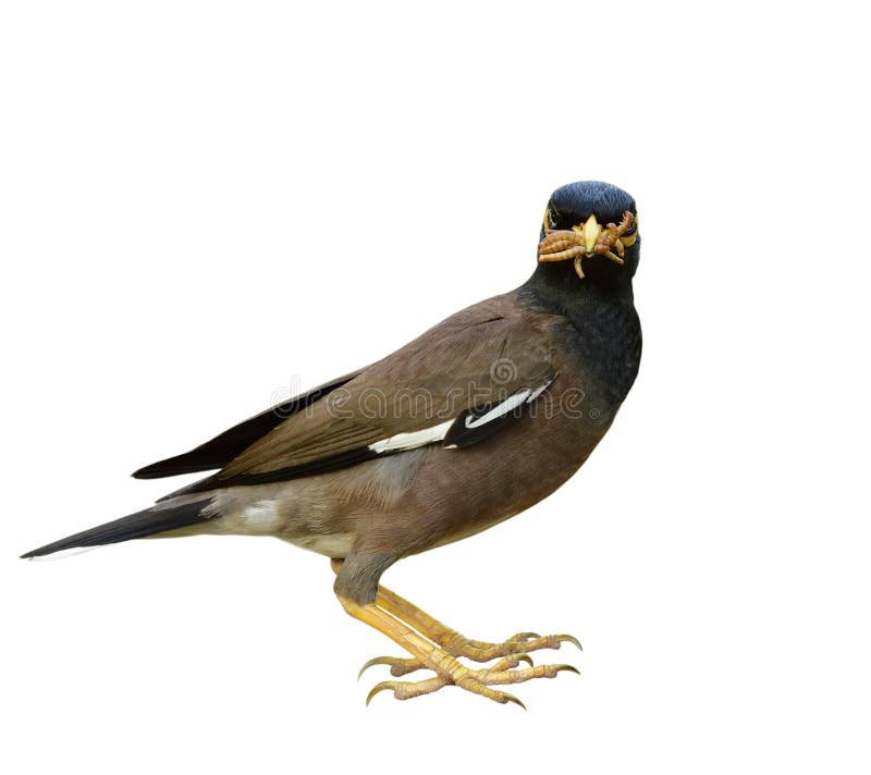 My Image 20