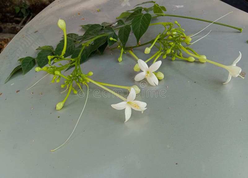 Indian Cork Tree or Millingtonia Hortensis White Flowers and Buds Stock Photo Image of scented