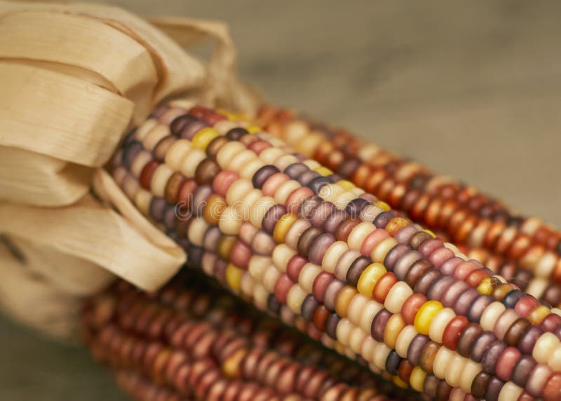 Indian corn