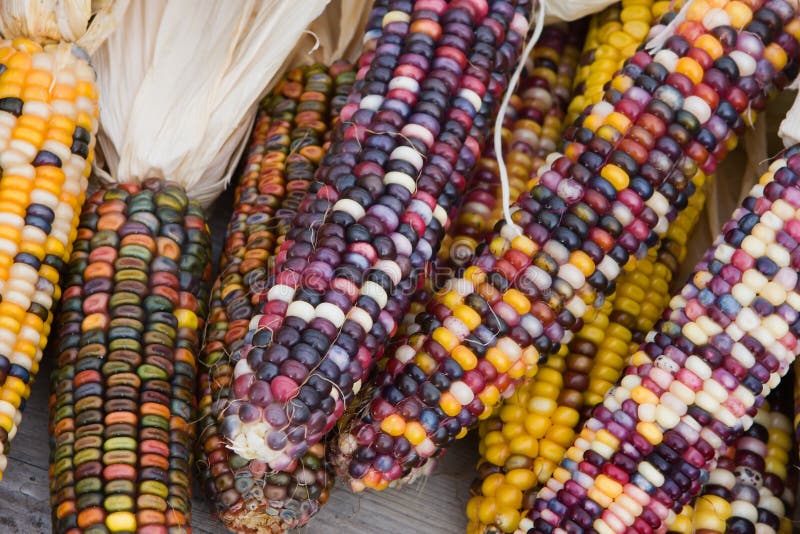 Indian Corn