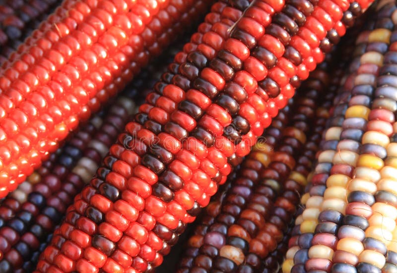 Indian Corn