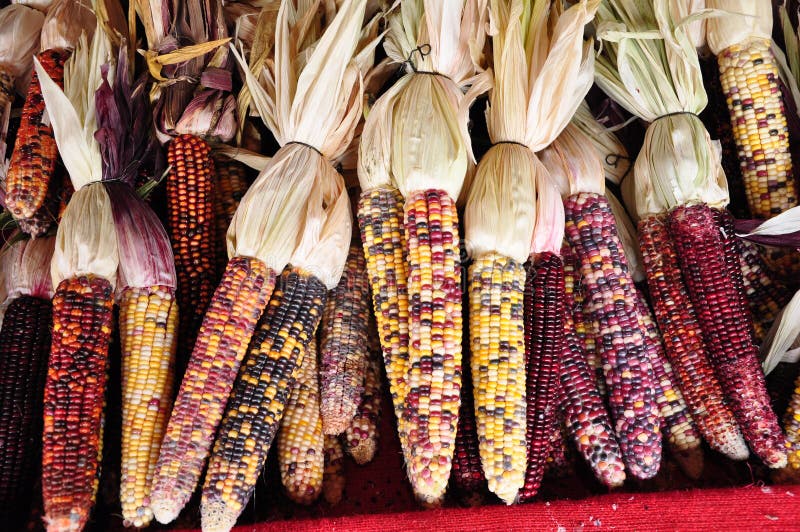 Indian corn