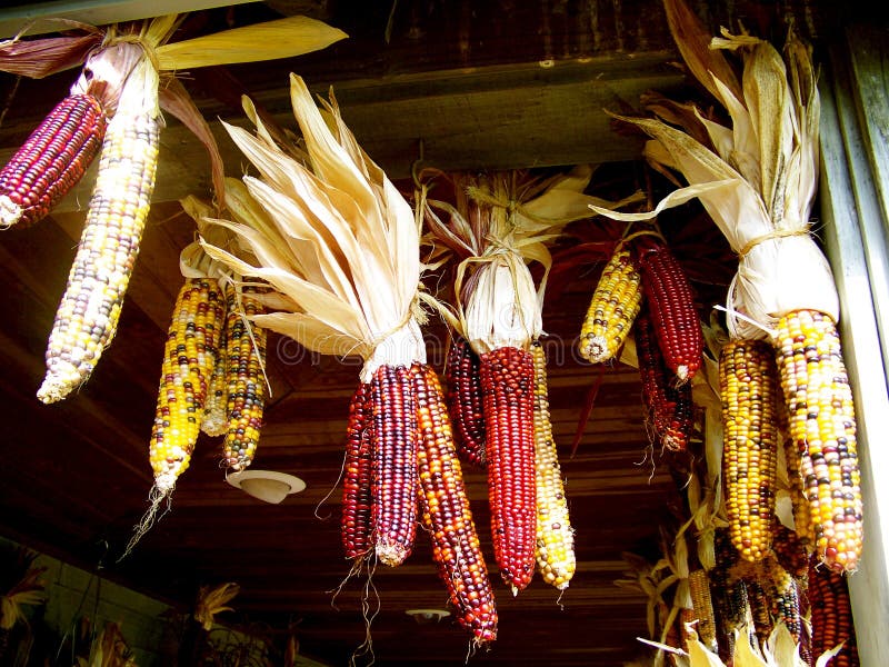 Indian Corn