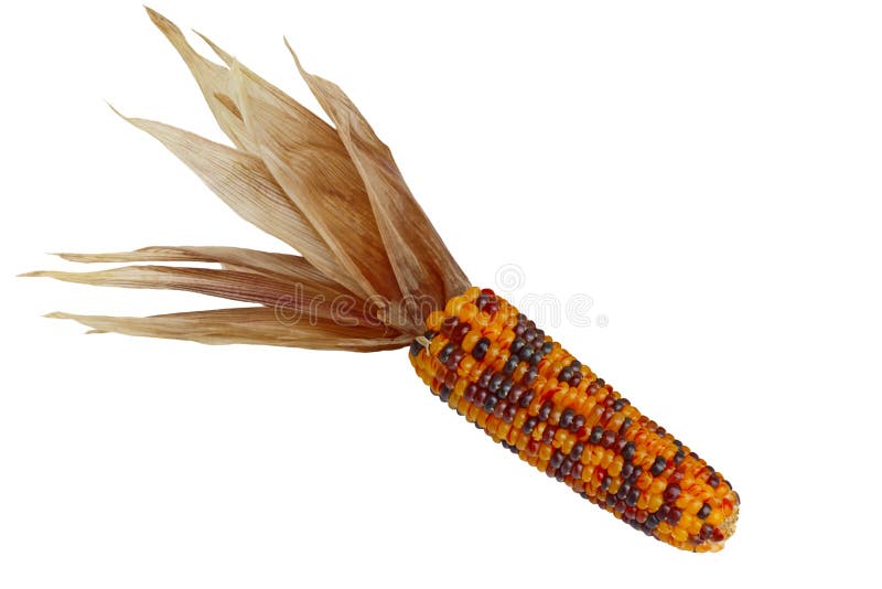 Indian Corn