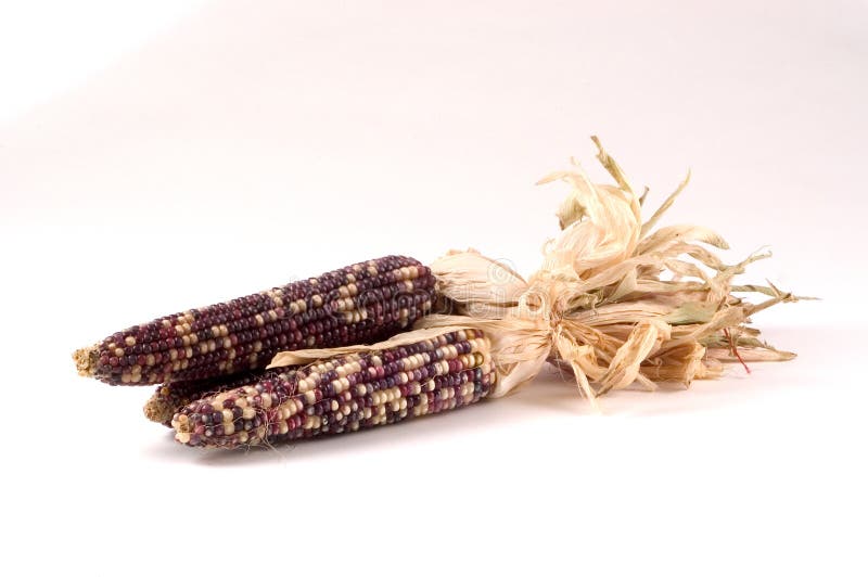 Indian Corn