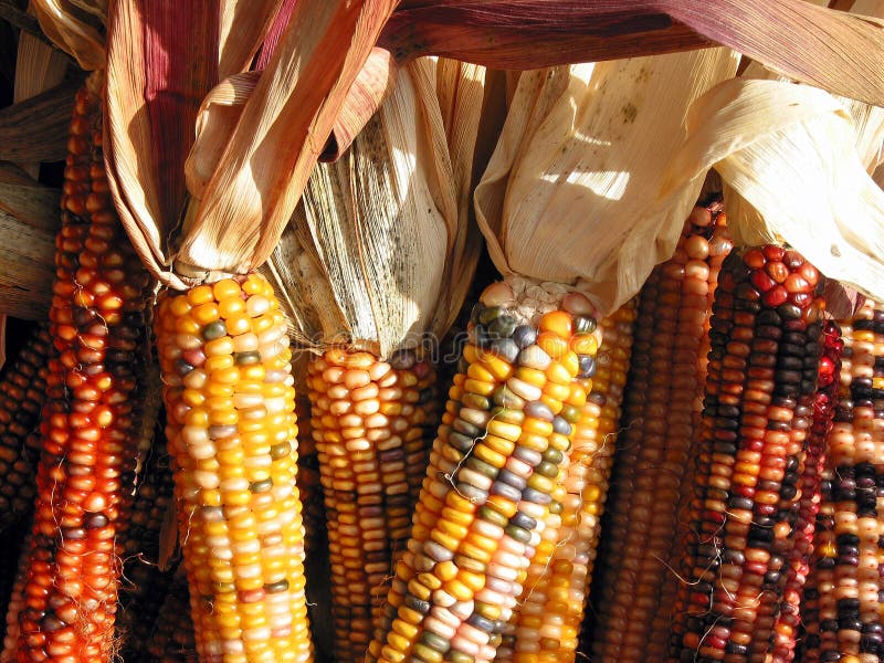 Indian corn