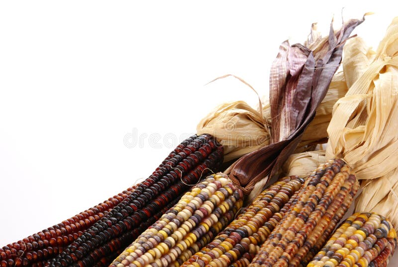 Indian Corn