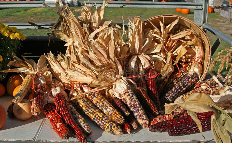 Indian corn