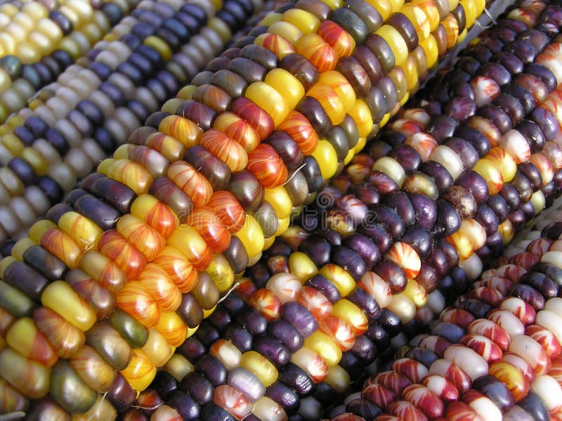Indian Corn Angles