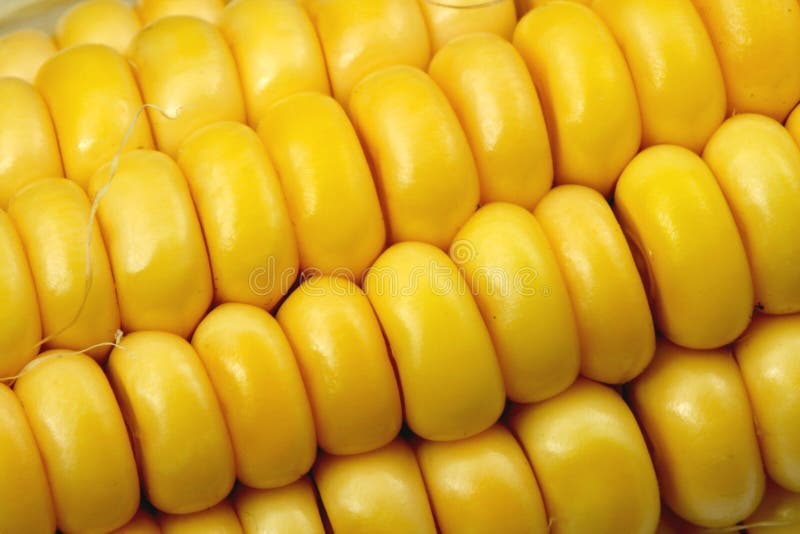 Indian corn close-up