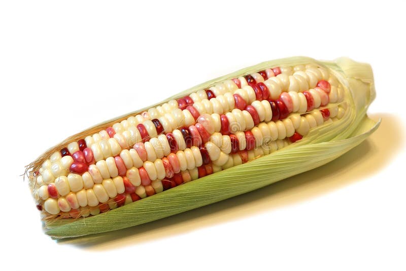 Indian corn