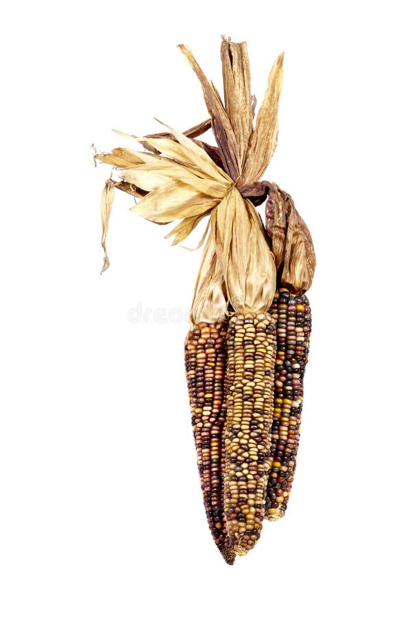 Indian Corn, or Maize