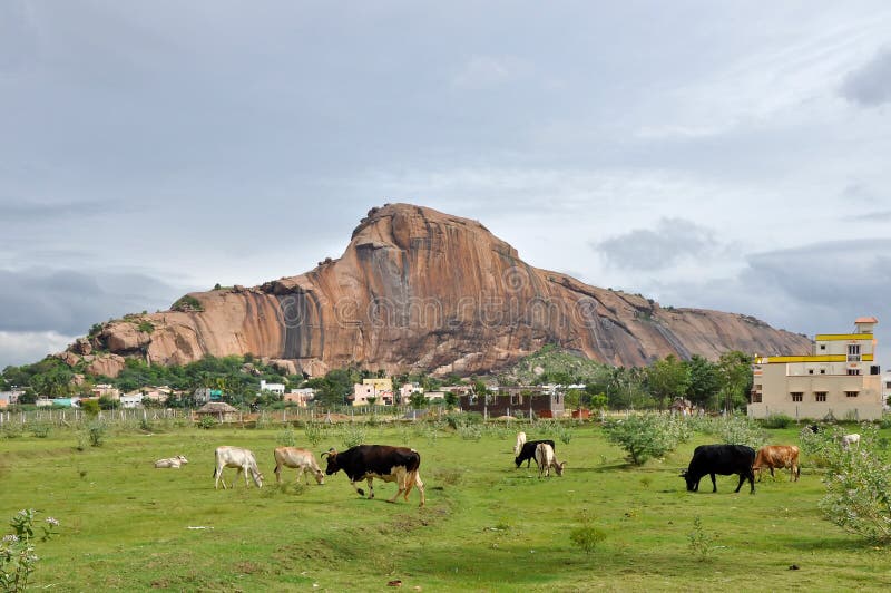 Indian Countryside with Cows