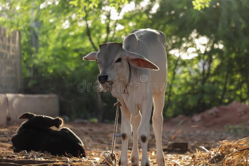 Indian Cow and Calf S Rest in Govshal (goshala),beautiful View of Cow