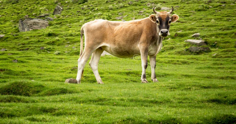 Cow eating grass in a field.
Clicked at Prashar Lake Side, Himanchal , Inda. Cow eating grass in a field.
Clicked at Prashar Lake Side, Himanchal , Inda