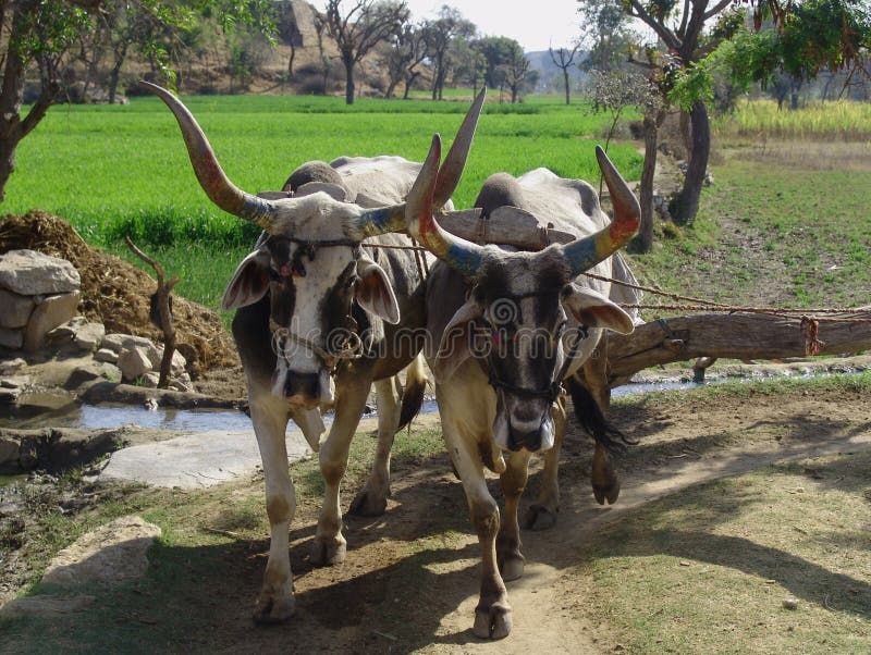 Indian Cows drawing water from a well