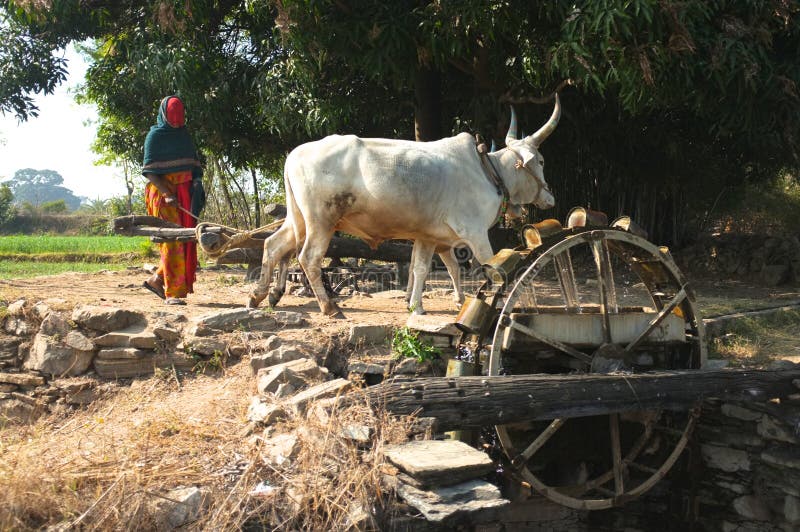 Indian Cows drawing water from a well