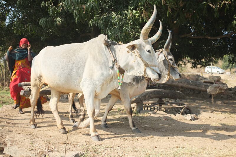 Indian Cows drawing water from a well