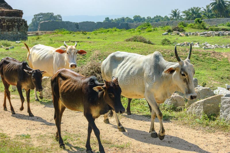 Indian Cows on the road of Hampi