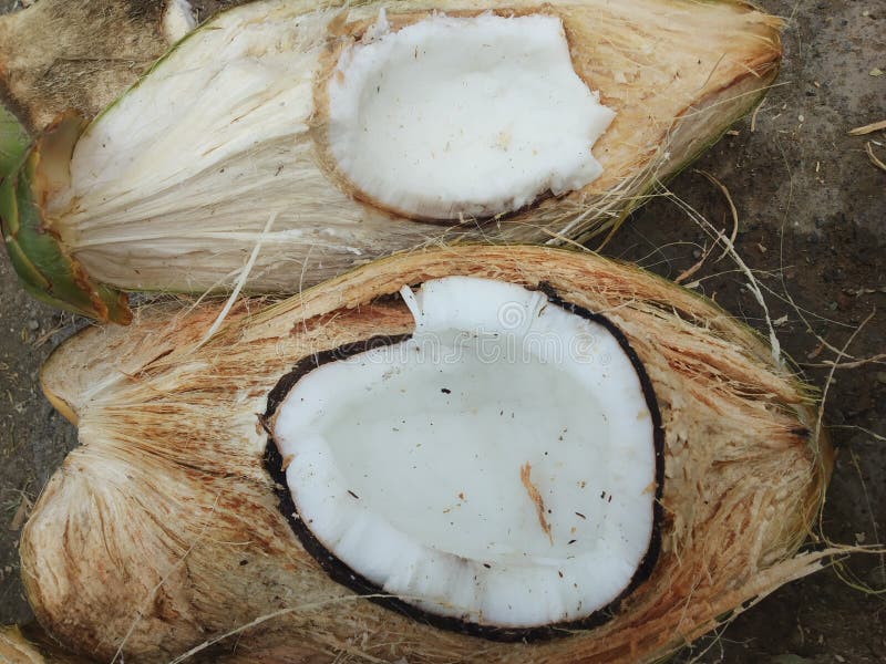 Indian Cracked Coconut Fruit Stock Image Image of coconut, crac