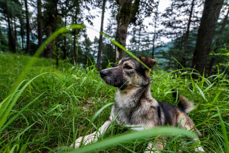 Indian Dog in a Forest. Dog Walking Outdoors in a Forest Stock Photo ...