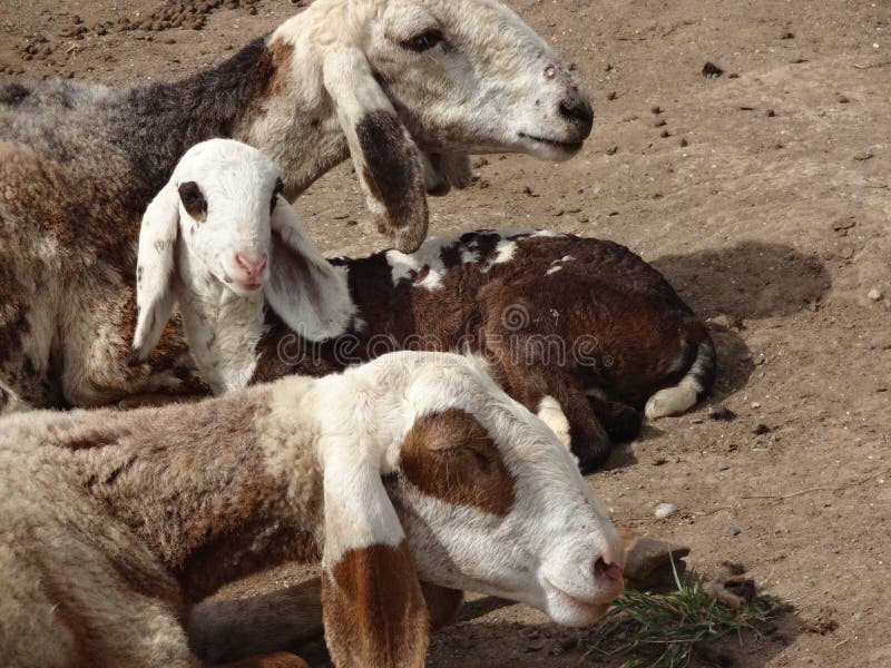 Indian Domestic Animals Goats in the Farm Stock Image - Image of stable, goats: 153031281 Indian Domestic Animals Goats in the Farm Stock Image - Image of stable, goats: 153031281