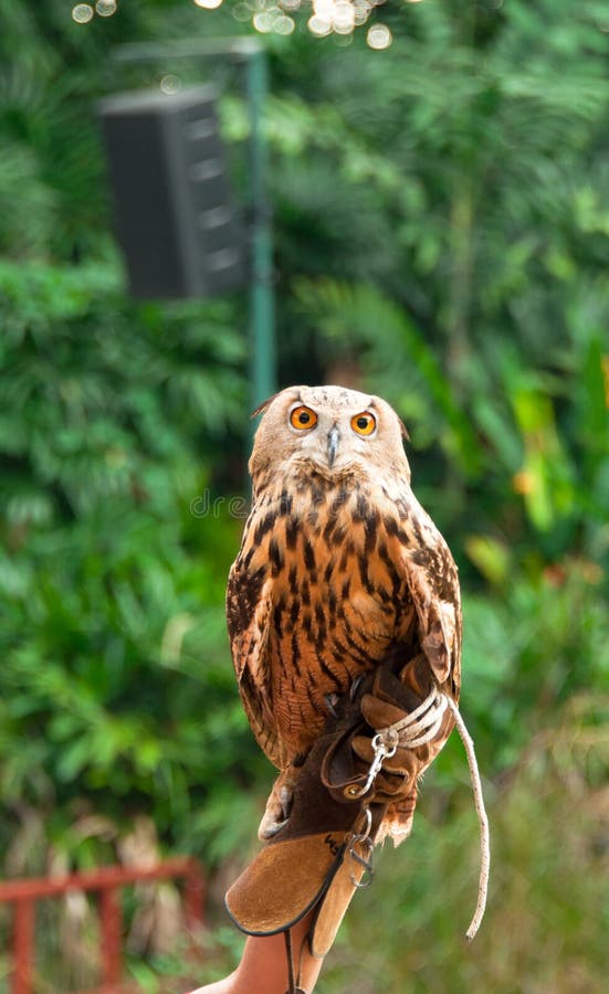 Indian Eagle-Owl royalty free stock photo