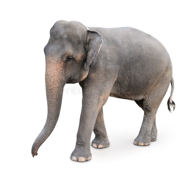 Indian elephant