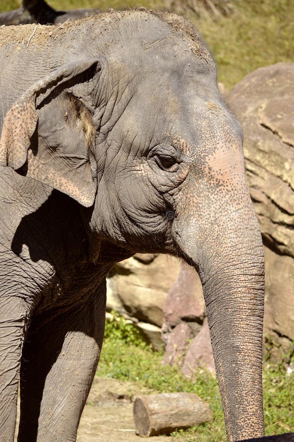 Indian elephant stock image. Image of elephants, animal - 84541143