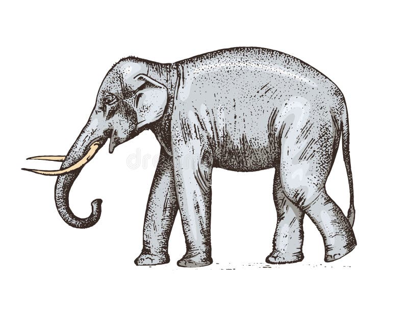 Elephant isolated on white background realistic indian elephant with  upturned trunk vector illustration Elephant isolated  CanStock