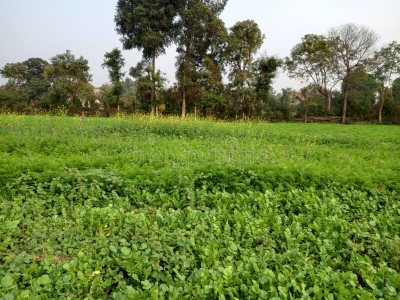 Indian farm image stock image. Image of soil, green 237089651