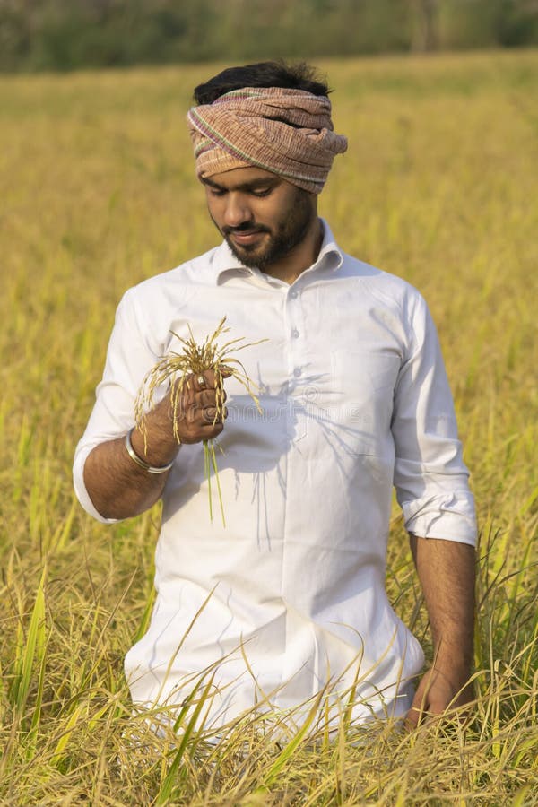 Indian farmer looking at beautiful paddy barley's in hand. Field checking barley stock images, royalty-free photos and pictures