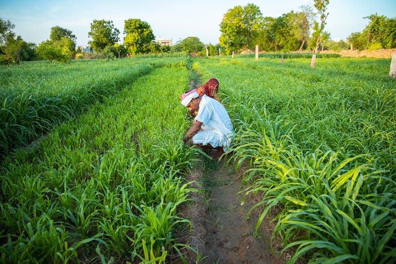 Indian farmers working in green agriculture field, man and woman works together pick leaves, harvesting