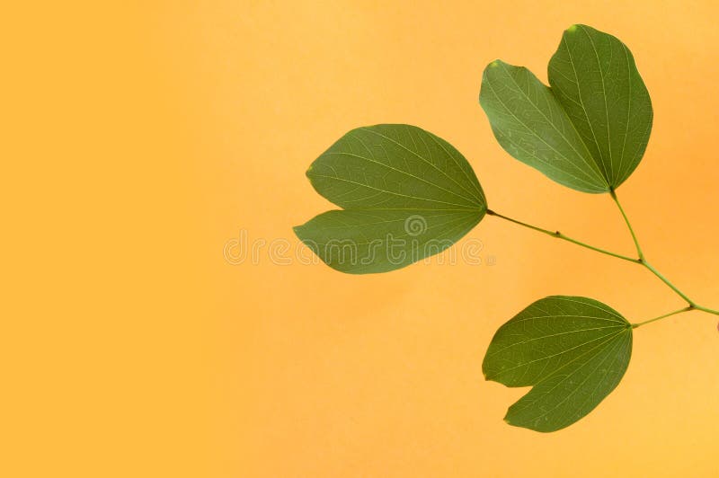 Indian Festival Dussehra, showing golden leaf stock photo