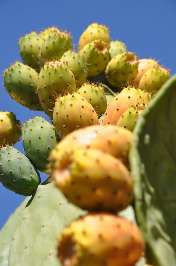 Indian fig