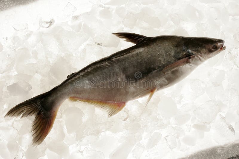 Indian Fish stock photo. Image of frozen, food, fish, seafish 1684576